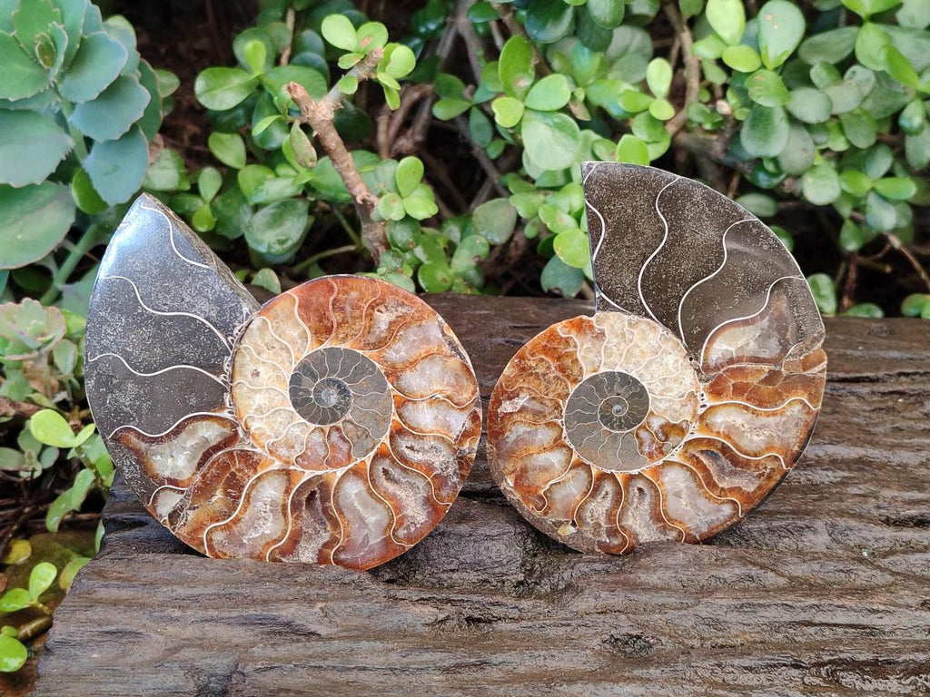 Polished Cleoniceras Ammonite Fossil Pairs x 3 pairs From Tulear, Madagascar - Toprock Gemstones and Minerals 
