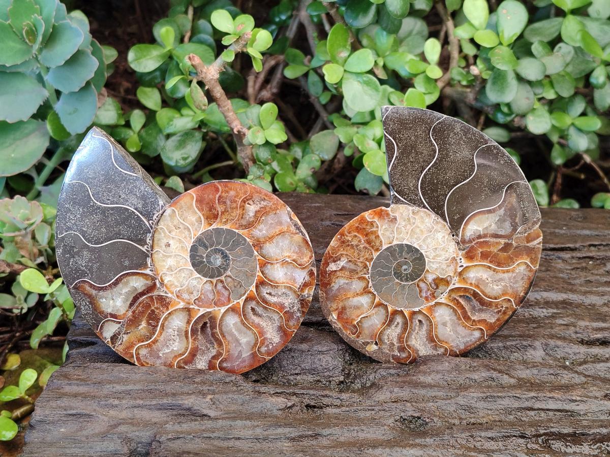 Polished Cleoniceras Ammonite Fossil Pairs x 3 pairs From Tulear, Madagascar - Toprock Gemstones and Minerals 