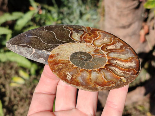 Polished Cleoniceras Ammonite Fossil Pairs x 3 pairs From Tulear, Madagascar - Toprock Gemstones and Minerals 