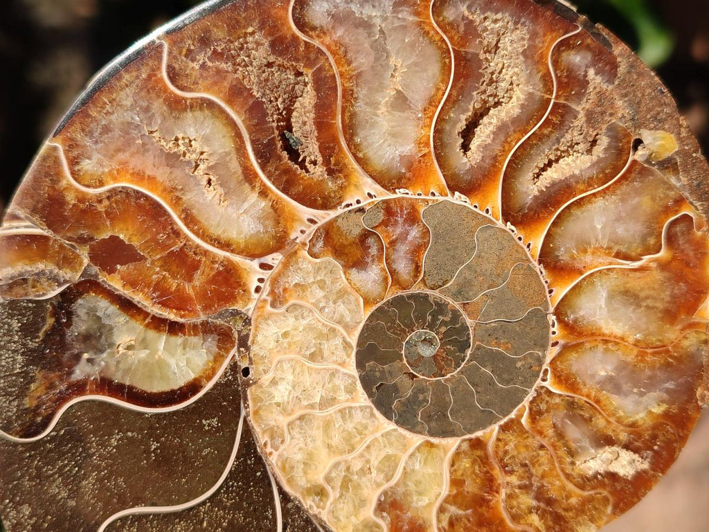 Polished Cleoniceras Ammonite Fossil Pairs x 3 pairs From Tulear, Madagascar - Toprock Gemstones and Minerals 