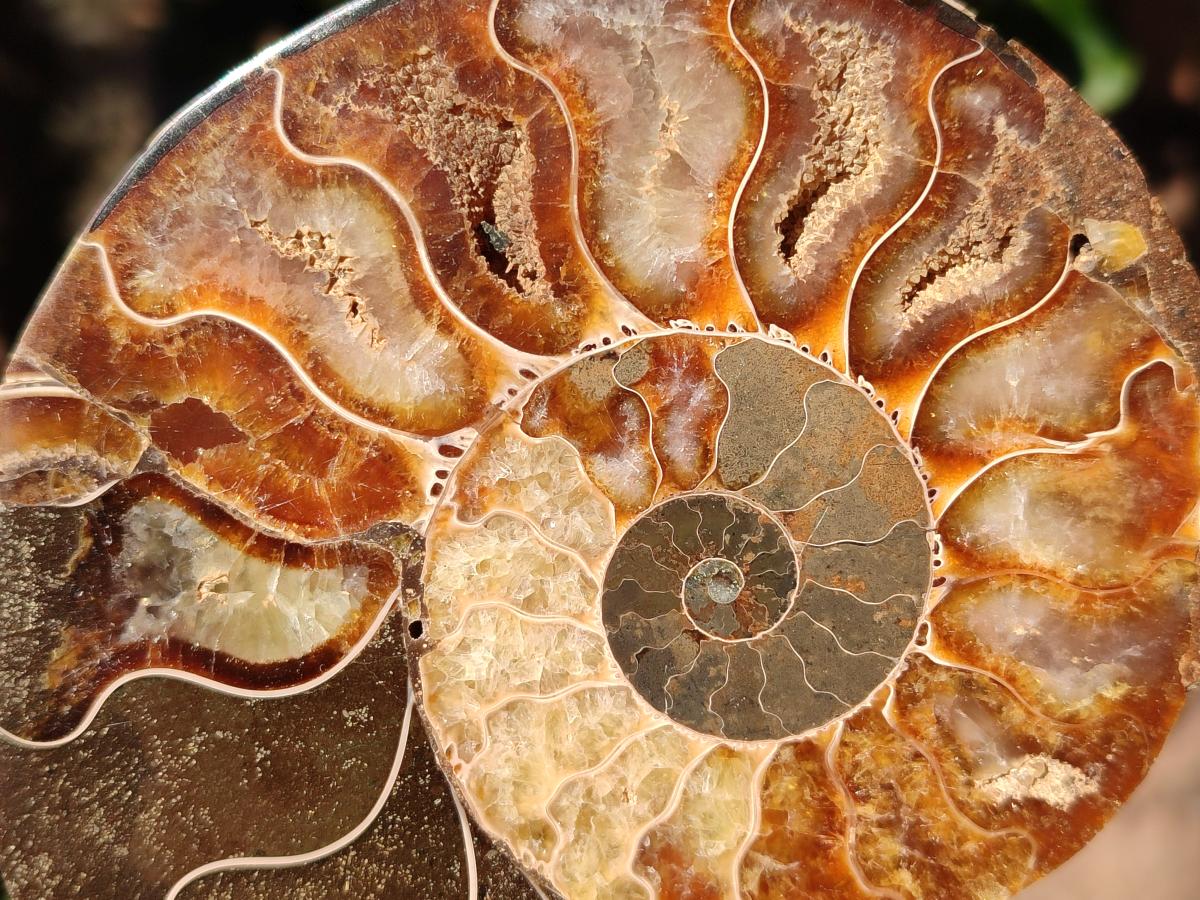 Polished Cleoniceras Ammonite Fossil Pairs x 3 pairs From Tulear, Madagascar - Toprock Gemstones and Minerals 
