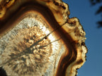 Polished Banded Agate Slices with Natural Edging x 6 From Madagascar - Toprock Gemstones and Minerals 