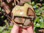 Polished Septerye Mushrooms x 6 From Mahajanga, Madagascar - Toprock Gemstones and Minerals 