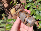 Polished Septerye Mushrooms x 6 From Mahajanga, Madagascar - Toprock Gemstones and Minerals 