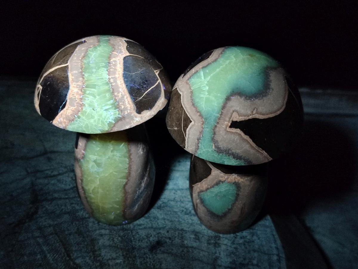 Polished Septerye Mushrooms x 6 From Mahajanga, Madagascar - Toprock Gemstones and Minerals 