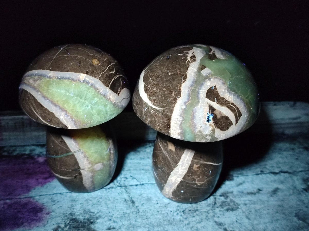 Polished Septerye Mushrooms x 6 From Mahajanga, Madagascar - Toprock Gemstones and Minerals 