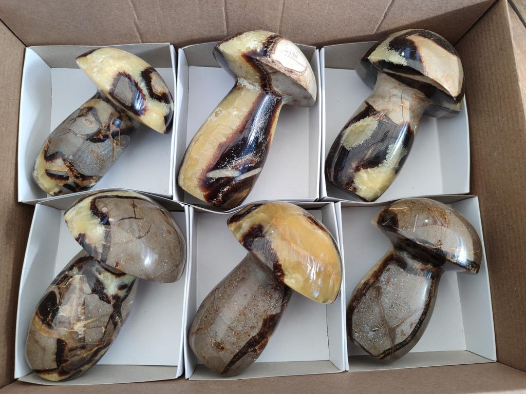 Polished Septerye Mushrooms x 6 From Mahajanga, Madagascar - Toprock Gemstones and Minerals 