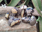 Polished Septerye Mushrooms x 6 From Mahajanga, Madagascar - Toprock Gemstones and Minerals 