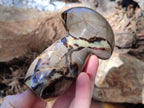 Polished Septerye Mushrooms x 6 From Mahajanga, Madagascar - Toprock Gemstones and Minerals 