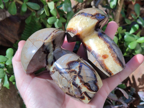 Polished Septerye Mushrooms x 6 From Mahajanga, Madagascar - Toprock Gemstones and Minerals 