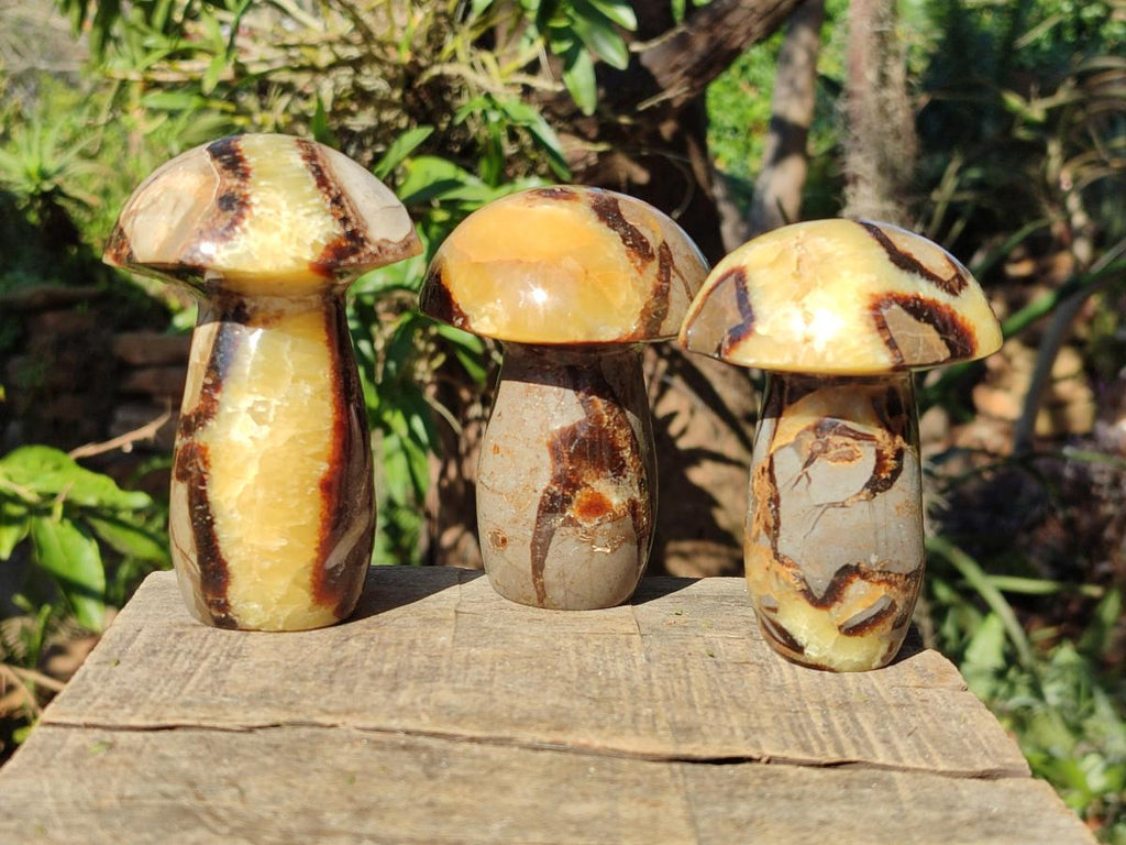 Polished Septerye Mushrooms x 6 From Mahajanga, Madagascar - Toprock Gemstones and Minerals 
