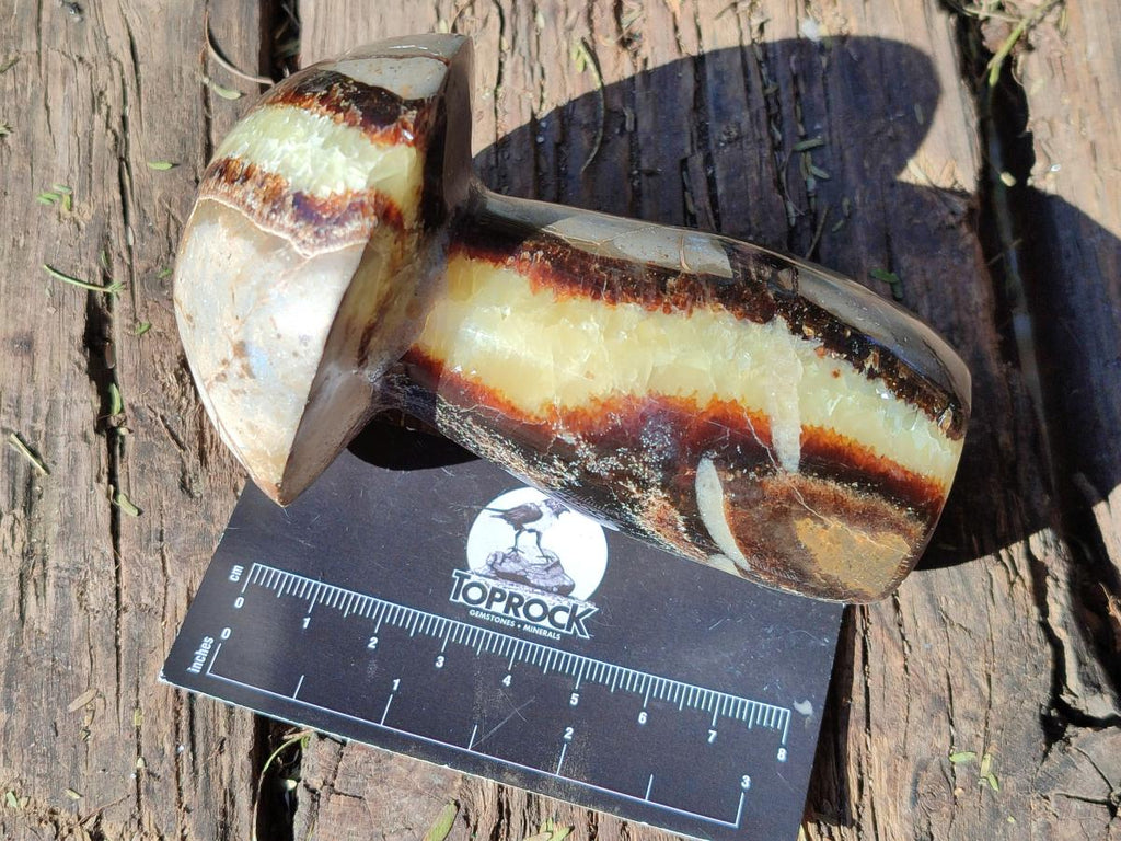 Polished Septerye Mushrooms x 6 From Mahajanga, Madagascar - Toprock Gemstones and Minerals 