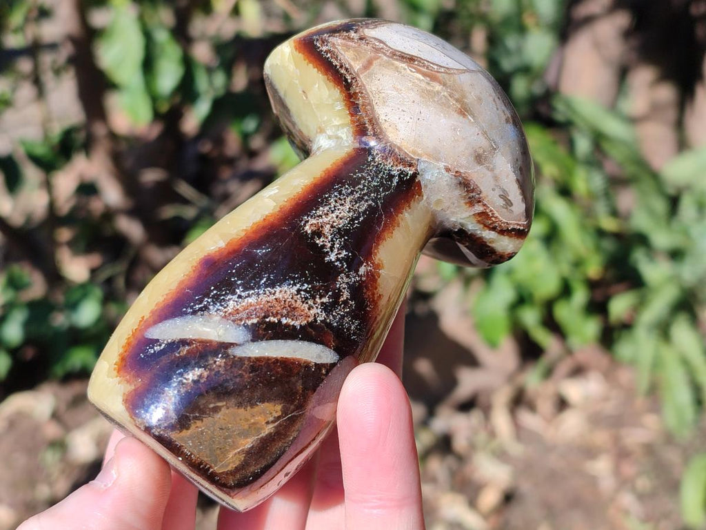 Polished Septerye Mushrooms x 6 From Mahajanga, Madagascar - Toprock Gemstones and Minerals 