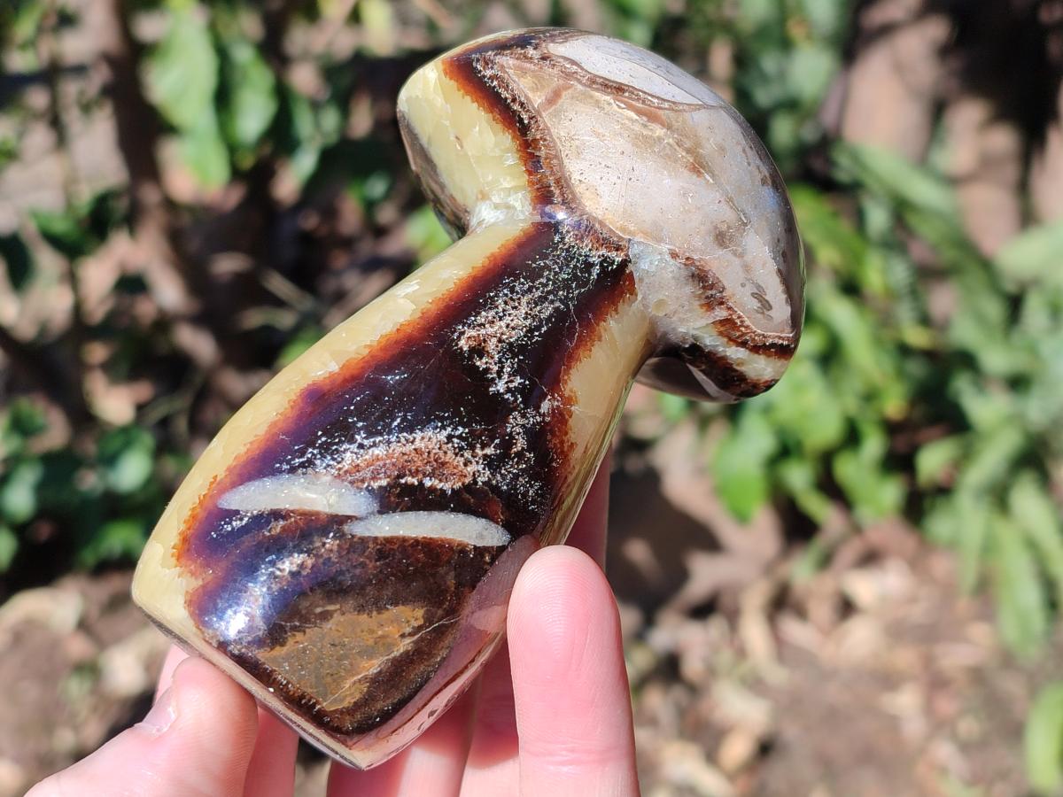 Polished Septerye Mushrooms x 6 From Mahajanga, Madagascar - Toprock Gemstones and Minerals 