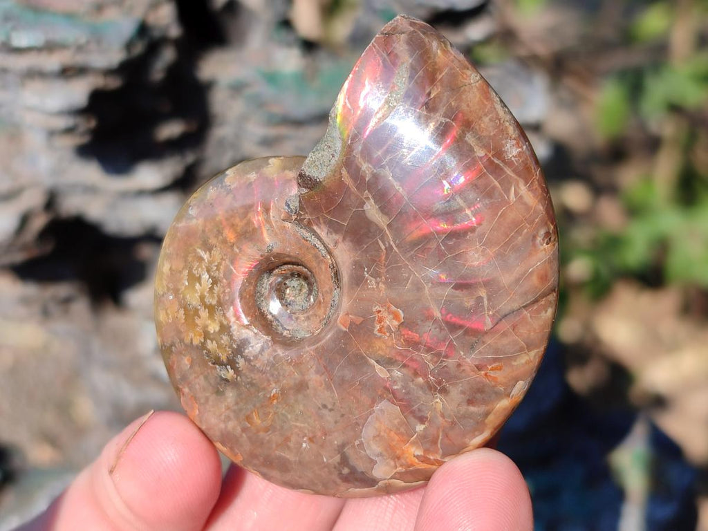 Polished Red Ammolite Cleoniceras Opalized Ammonite Fossils x 6 From Tulear, Madagascar - Toprock Gemstones and Minerals 
