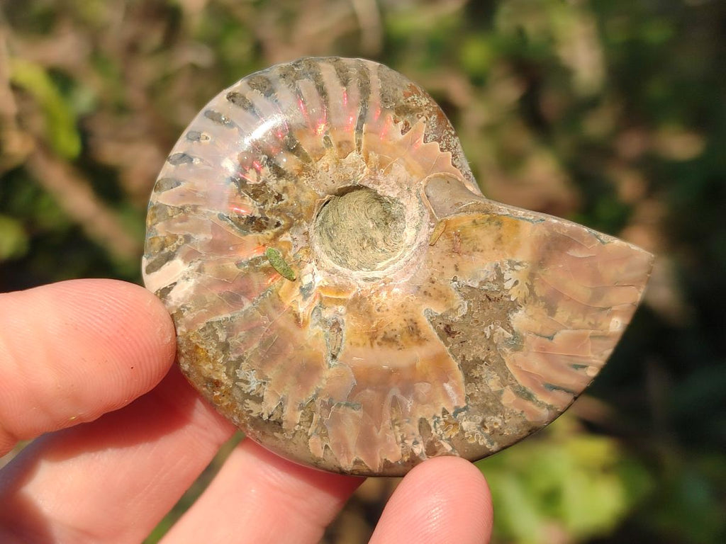 Polished Red Ammolite Cleoniceras Opalized Ammonite Fossils x 6 From Tulear, Madagascar - Toprock Gemstones and Minerals 
