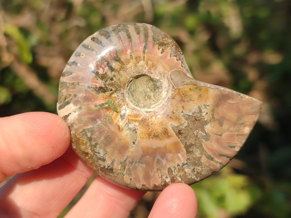 Polished Red Ammolite Cleoniceras Opalized Ammonite Fossils x 6 From Tulear, Madagascar - Toprock Gemstones and Minerals 