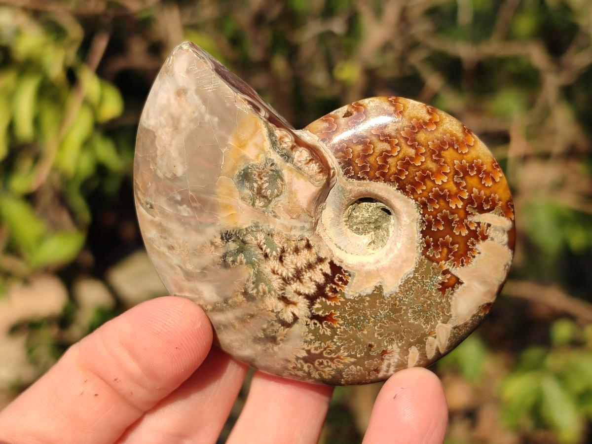 Polished Red Ammolite Cleoniceras Opalized Ammonite Fossils x 6 From Tulear, Madagascar - Toprock Gemstones and Minerals 