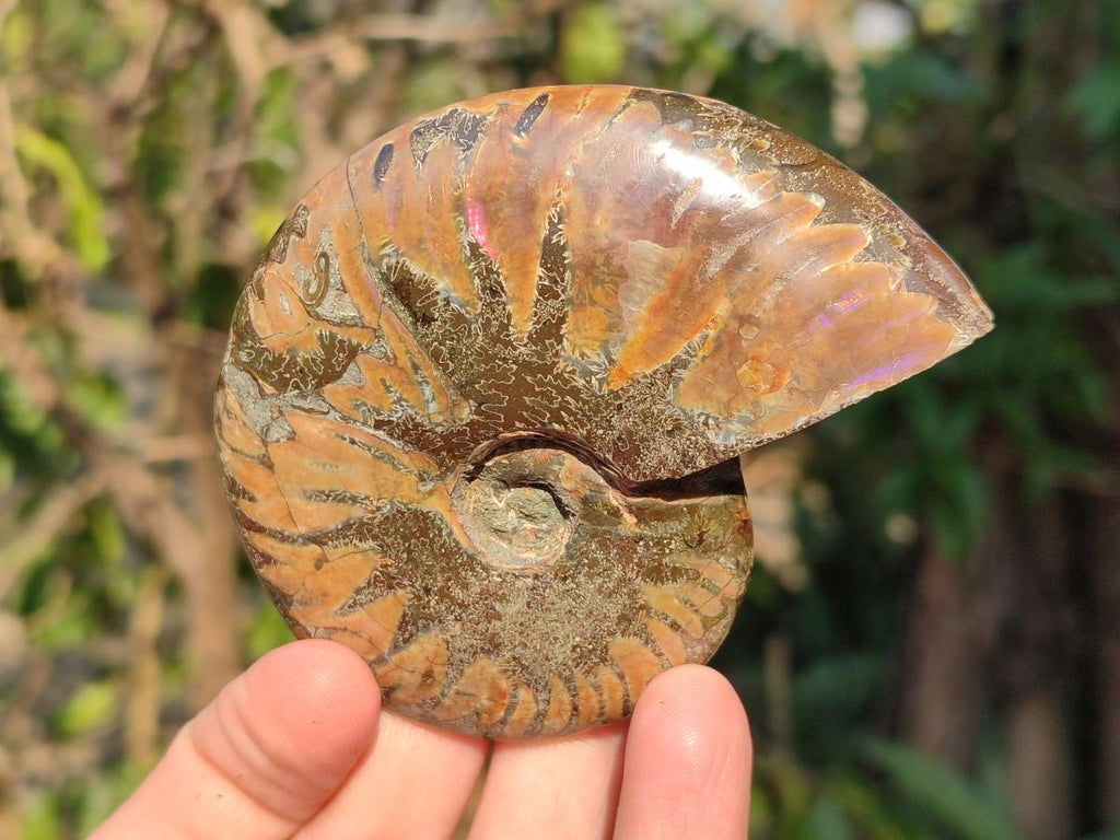 Polished Red Ammolite Cleoniceras Opalized Ammonite Fossils x 6 From Tulear, Madagascar - Toprock Gemstones and Minerals 