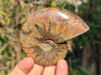 Polished Red Ammolite Cleoniceras Opalized Ammonite Fossils x 6 From Tulear, Madagascar - Toprock Gemstones and Minerals 