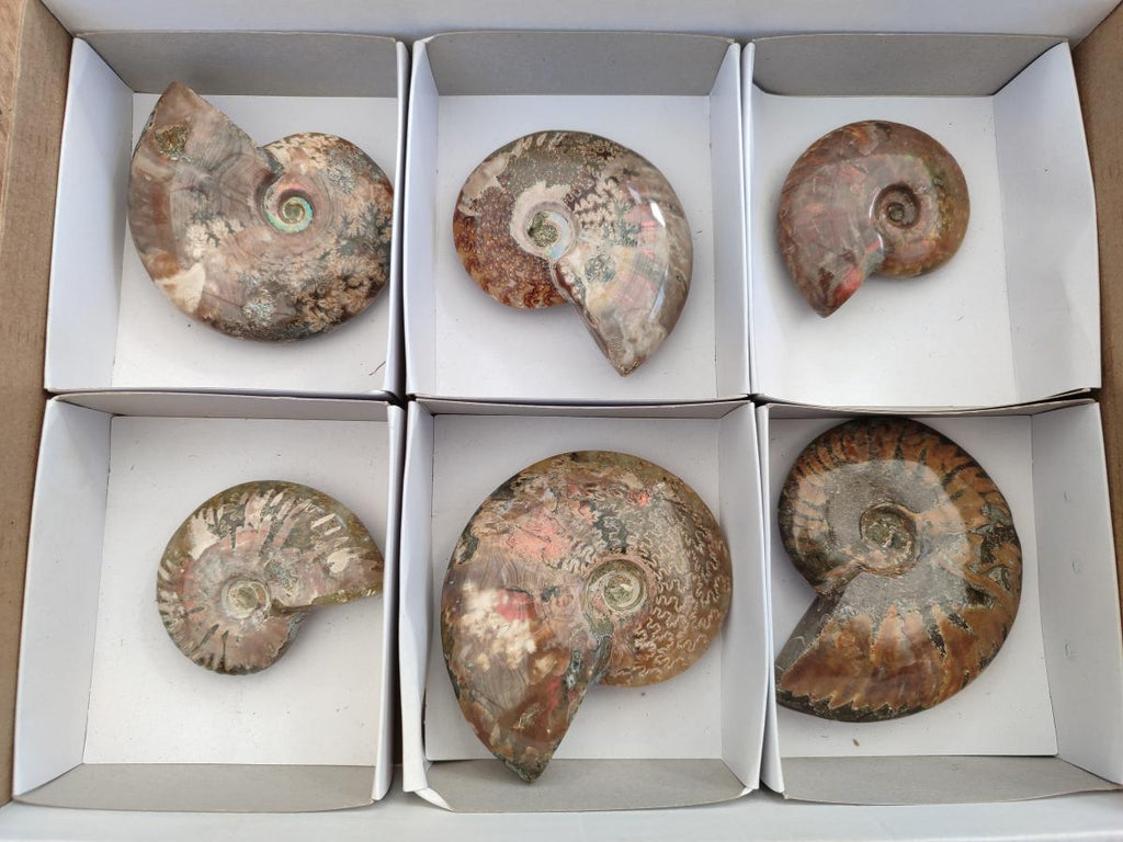 Polished Red Ammolite Cleoniceras Opalized Ammonite Fossils x 6 From Tulear, Madagascar - Toprock Gemstones and Minerals 