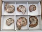 Polished Red Ammolite Cleoniceras Opalized Ammonite Fossils x 6 From Tulear, Madagascar - Toprock Gemstones and Minerals 