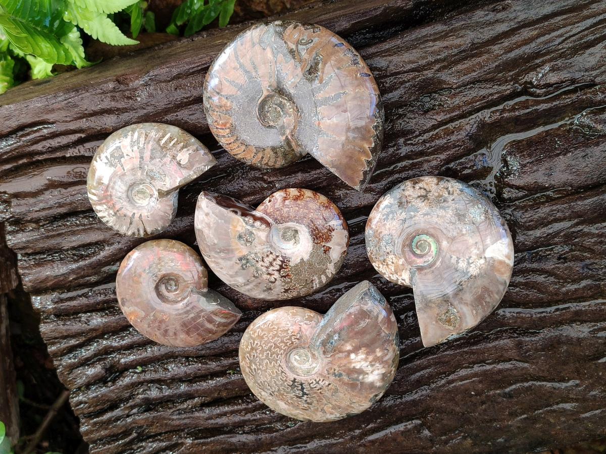 Polished Red Ammolite Cleoniceras Opalized Ammonite Fossils x 6 From Tulear, Madagascar - Toprock Gemstones and Minerals 