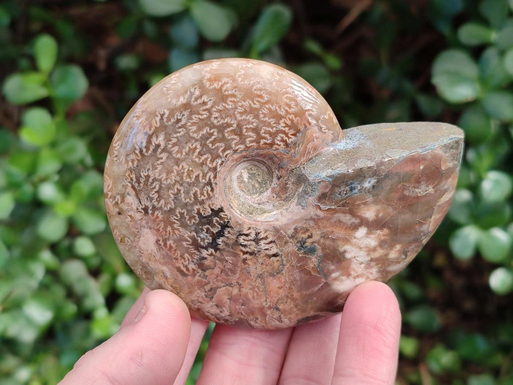 Polished Red Ammolite Cleoniceras Opalized Ammonite Fossils x 6 From Tulear, Madagascar - Toprock Gemstones and Minerals 