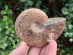 Polished Red Ammolite Cleoniceras Opalized Ammonite Fossils x 6 From Tulear, Madagascar - Toprock Gemstones and Minerals 