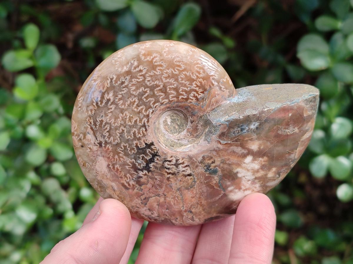Polished Red Ammolite Cleoniceras Opalized Ammonite Fossils x 6 From Tulear, Madagascar - Toprock Gemstones and Minerals 