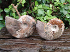 Polished Red Ammolite Cleoniceras Opalized Ammonite Fossils x 6 From Tulear, Madagascar - Toprock Gemstones and Minerals 