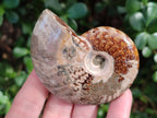 Polished Red Ammolite Cleoniceras Opalized Ammonite Fossils x 6 From Tulear, Madagascar - Toprock Gemstones and Minerals 