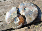 Polished Red Ammolite Cleoniceras Opalized Ammonite Fossils x 6 From Tulear, Madagascar - Toprock Gemstones and Minerals 