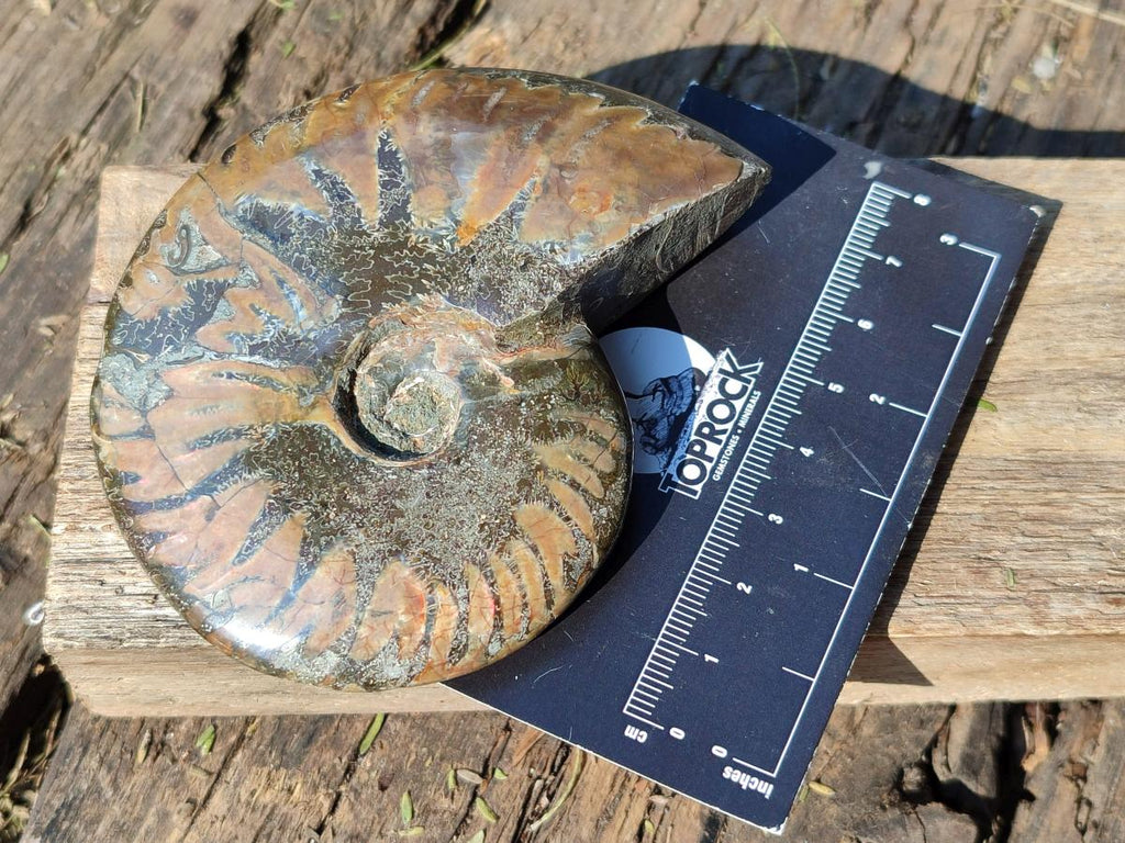 Polished Red Ammolite Cleoniceras Opalized Ammonite Fossils x 6 From Tulear, Madagascar - Toprock Gemstones and Minerals 