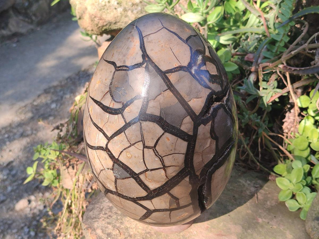 Polished XL Septerye Sauvage "Dragons Egg" Geode x 1 From Mahajanga, Madagascar - Toprock Gemstones and Minerals 