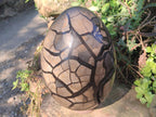 Polished XL Septerye Sauvage "Dragons Egg" Geode x 1 From Mahajanga, Madagascar - Toprock Gemstones and Minerals 