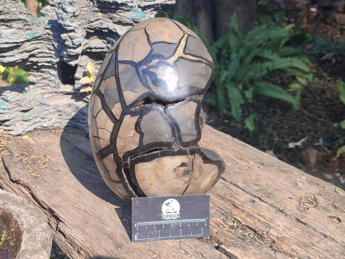 Polished XL Septerye Sauvage "Dragons Egg" Geode x 1 From Mahajanga, Madagascar - Toprock Gemstones and Minerals 