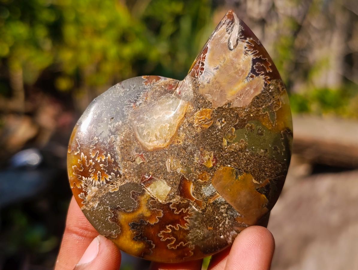 Polished Cleoniceras Ammonite Fossil Pairs x 14 From Tulear, Madagascar - Toprock Gemstones and Minerals 