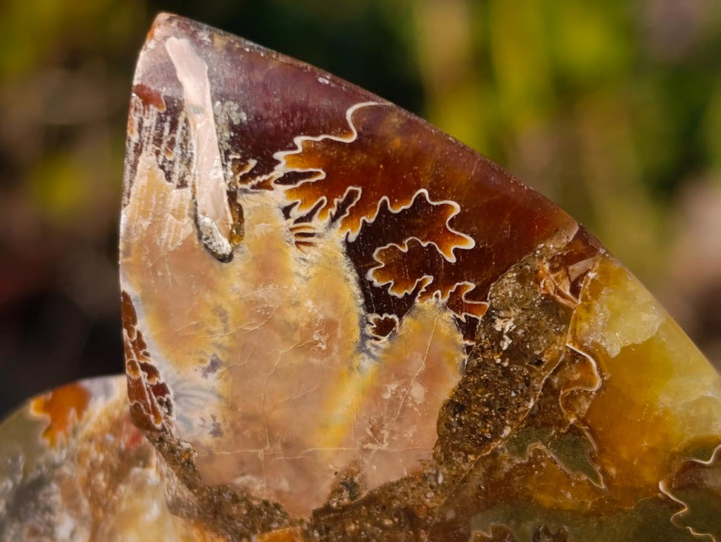 Polished Cleoniceras Ammonite Fossil Pairs x 14 From Tulear, Madagascar - Toprock Gemstones and Minerals 