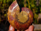 Polished Cleoniceras Ammonite Fossil Pairs x 14 From Tulear, Madagascar - Toprock Gemstones and Minerals 