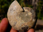 Polished Cleoniceras Ammonite Fossil Pairs x 14 From Tulear, Madagascar - Toprock Gemstones and Minerals 