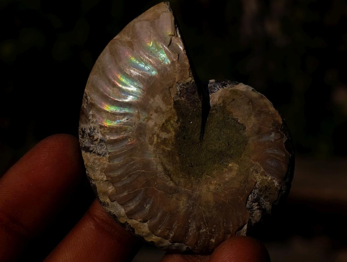 Polished Cleoniceras Ammonite Fossil Pairs x 14 From Tulear, Madagascar - Toprock Gemstones and Minerals 