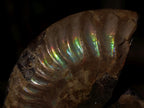 Polished Cleoniceras Ammonite Fossil Pairs x 14 From Tulear, Madagascar - Toprock Gemstones and Minerals 