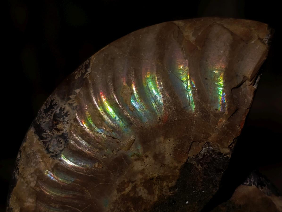 Polished Cleoniceras Ammonite Fossil Pairs x 14 From Tulear, Madagascar - Toprock Gemstones and Minerals 