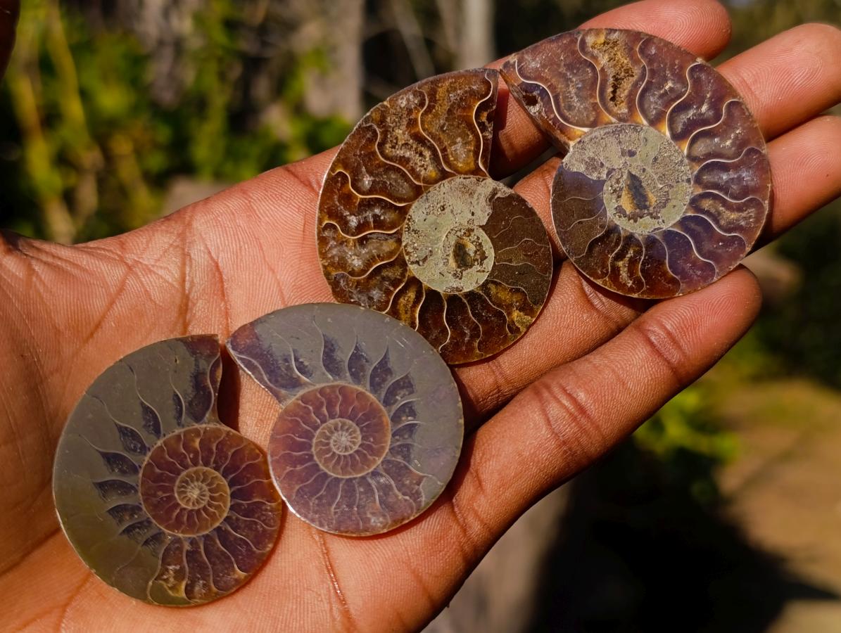 Polished Cleoniceras Ammonite Fossil Pairs x 14 From Tulear, Madagascar - Toprock Gemstones and Minerals 