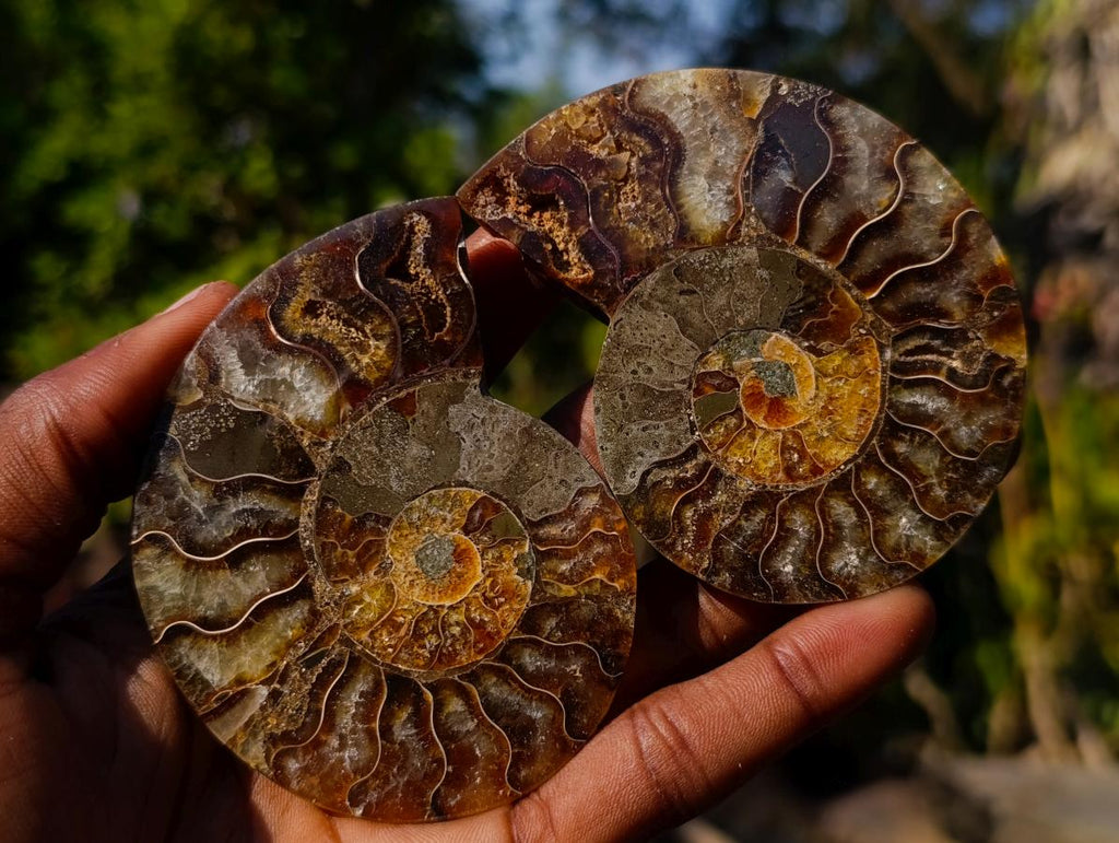Polished Cleoniceras Ammonite Fossil Pairs x 14 From Tulear, Madagascar - Toprock Gemstones and Minerals 