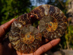Polished Cleoniceras Ammonite Fossil Pairs x 14 From Tulear, Madagascar - Toprock Gemstones and Minerals 