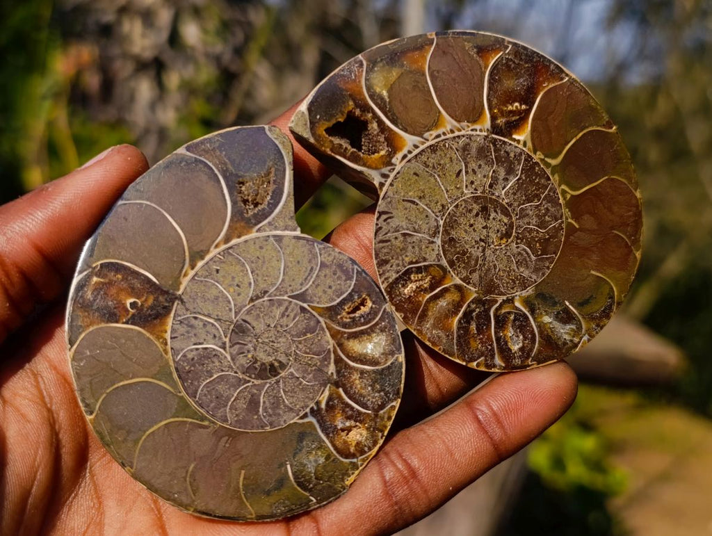Polished Cleoniceras Ammonite Fossil Pairs x 14 From Tulear, Madagascar - Toprock Gemstones and Minerals 