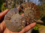 Polished Cleoniceras Ammonite Fossil Pairs x 14 From Tulear, Madagascar - Toprock Gemstones and Minerals 