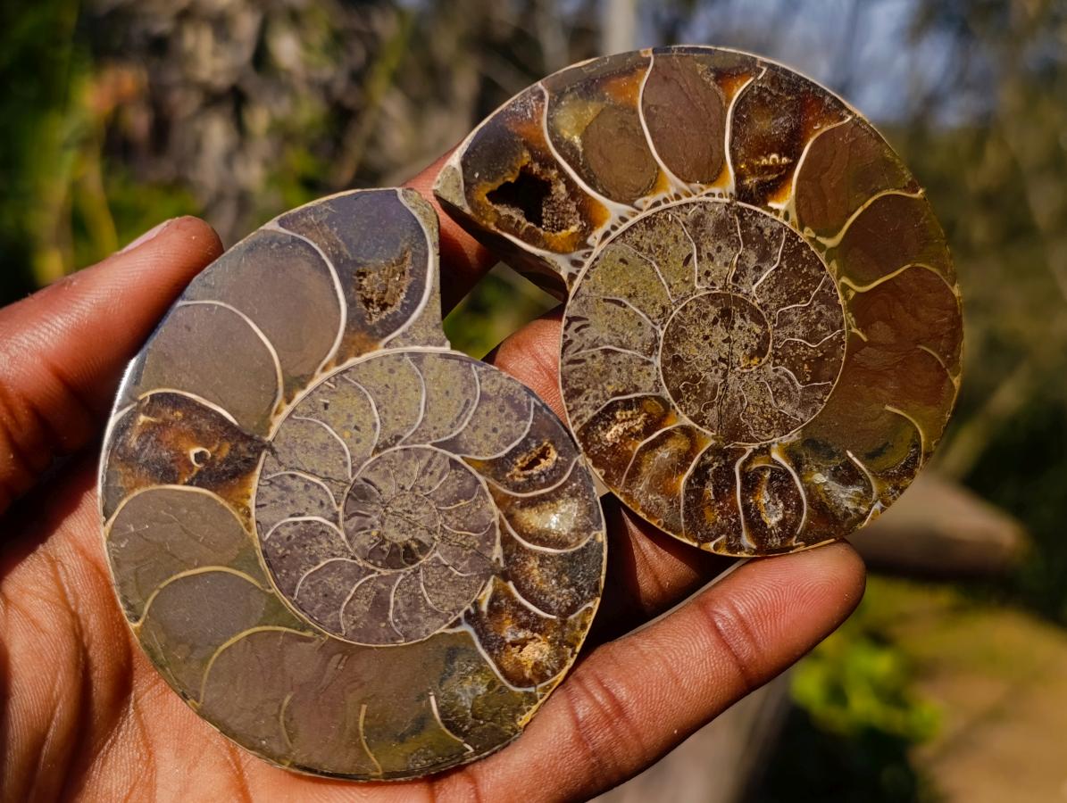 Polished Cleoniceras Ammonite Fossil Pairs x 14 From Tulear, Madagascar - Toprock Gemstones and Minerals 